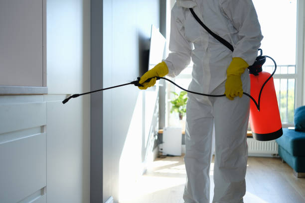 Trusted East Aurora, NY Mold Removal Experts