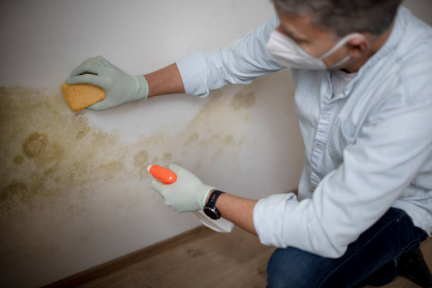 Crawl Space Mold Removal in East Aurora, NY
