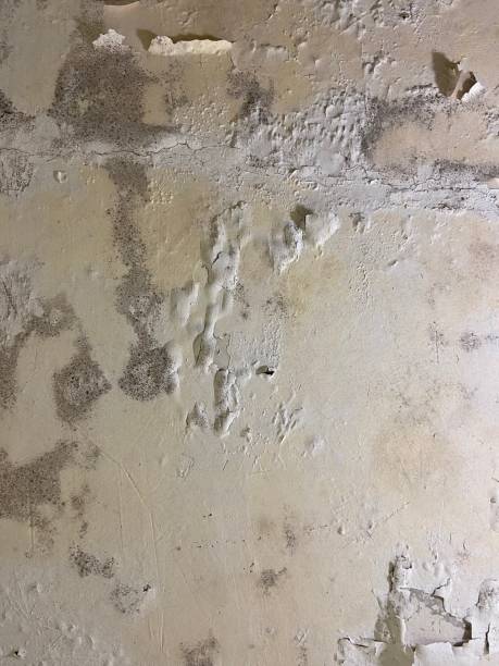 Best Crawl Space Mold Removal  in East Aurora, NY