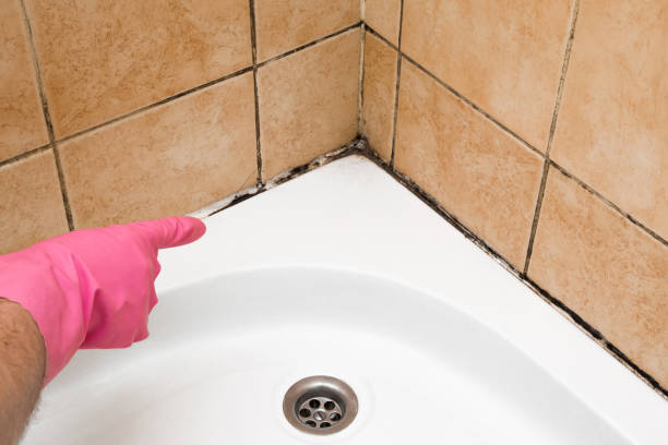 Best Residential Mold Removal  in East Aurora, NY